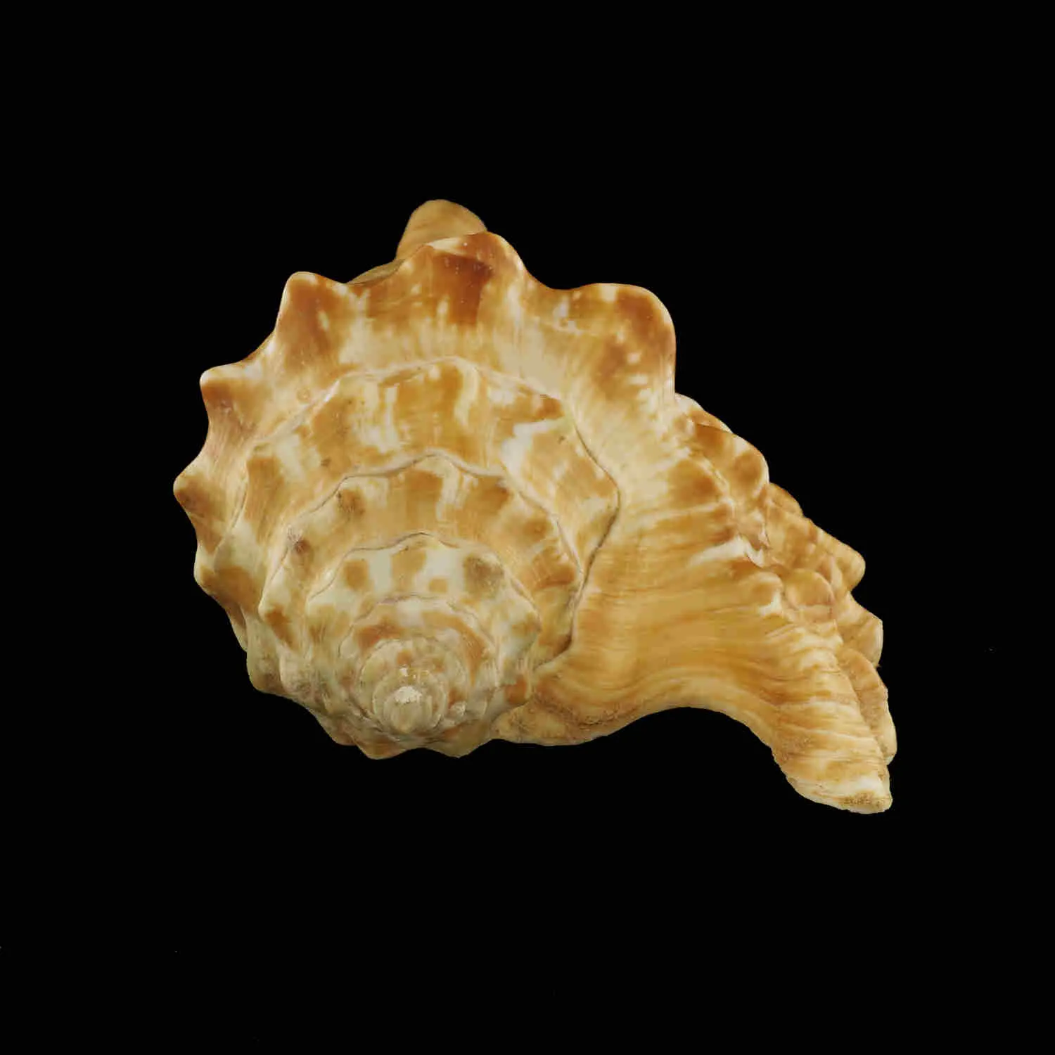 Tricornis Oldi﻿﻿