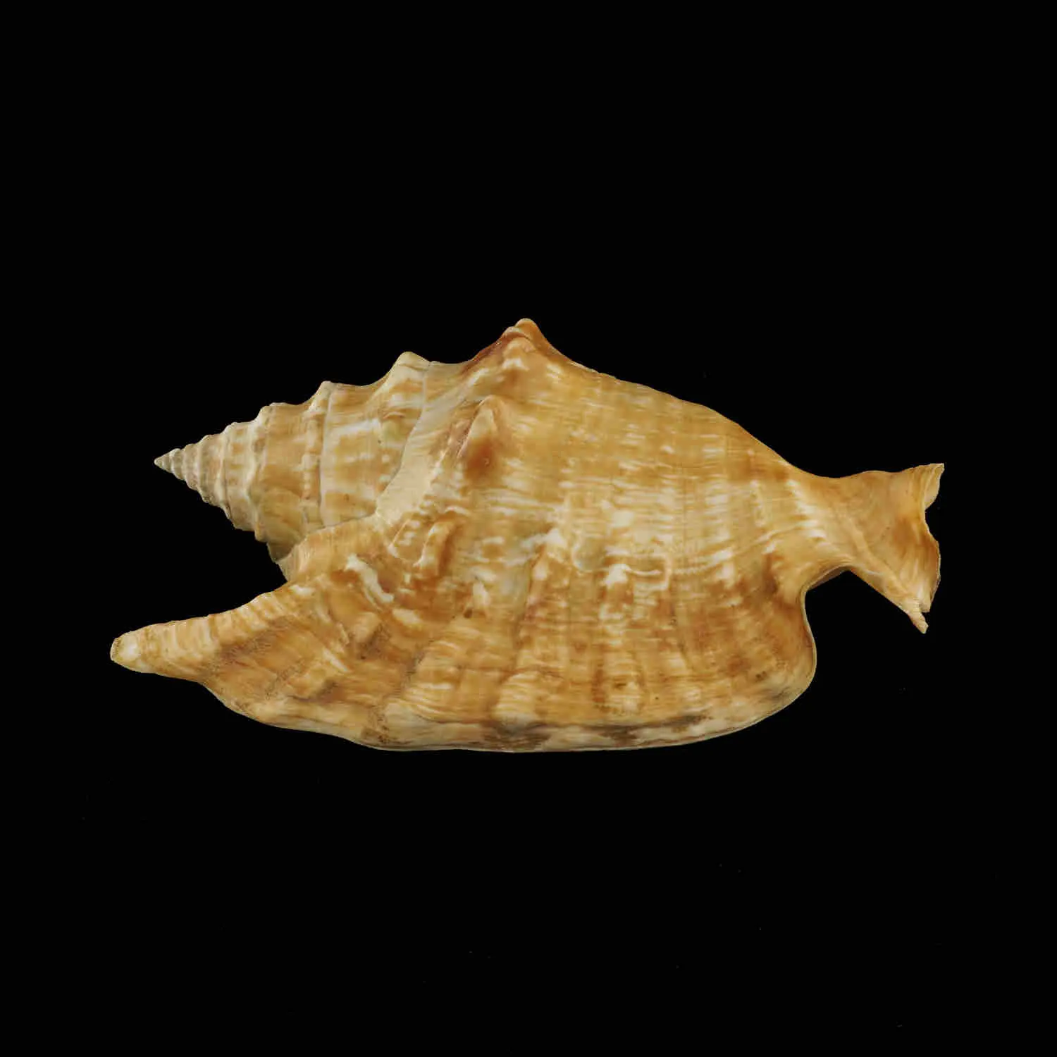 Tricornis Oldi﻿﻿