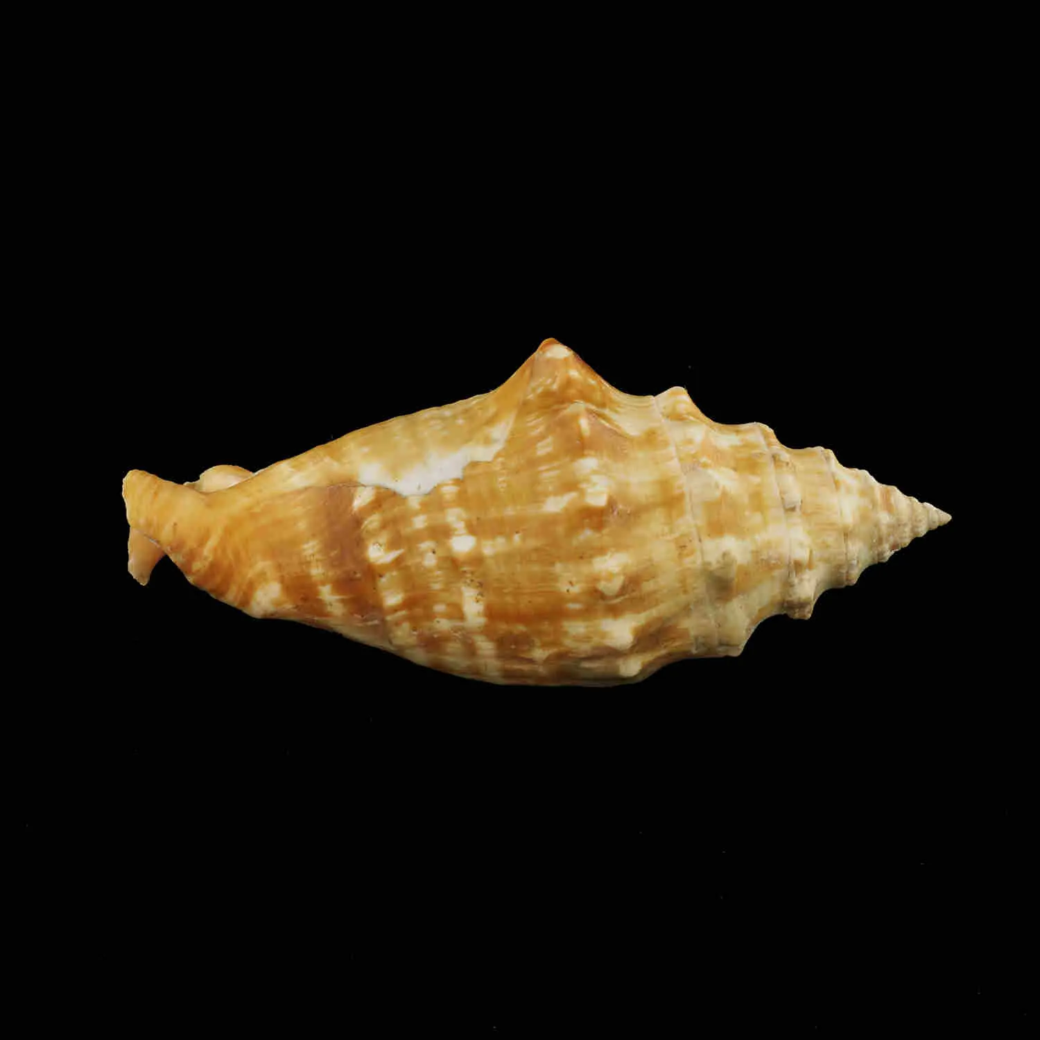 Tricornis Oldi﻿﻿