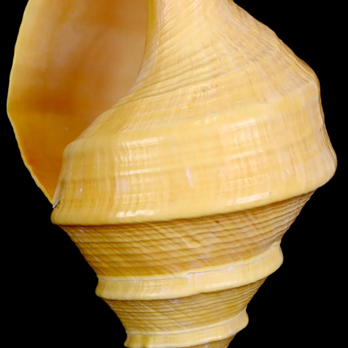 Syrinx Aruanus su base