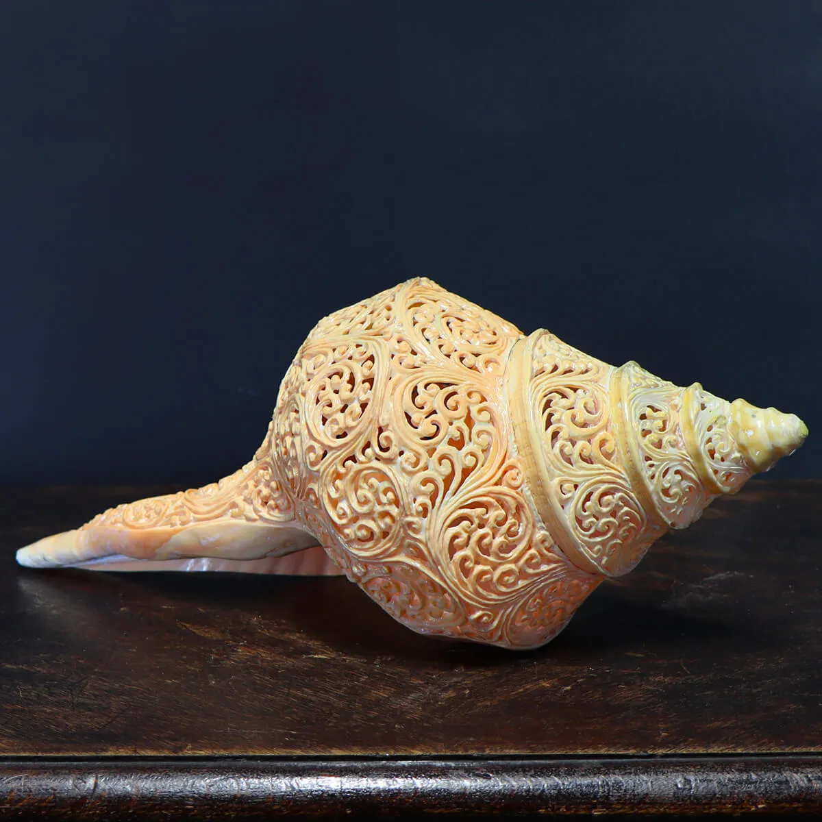 Syrinx Aruanus Intarsiato