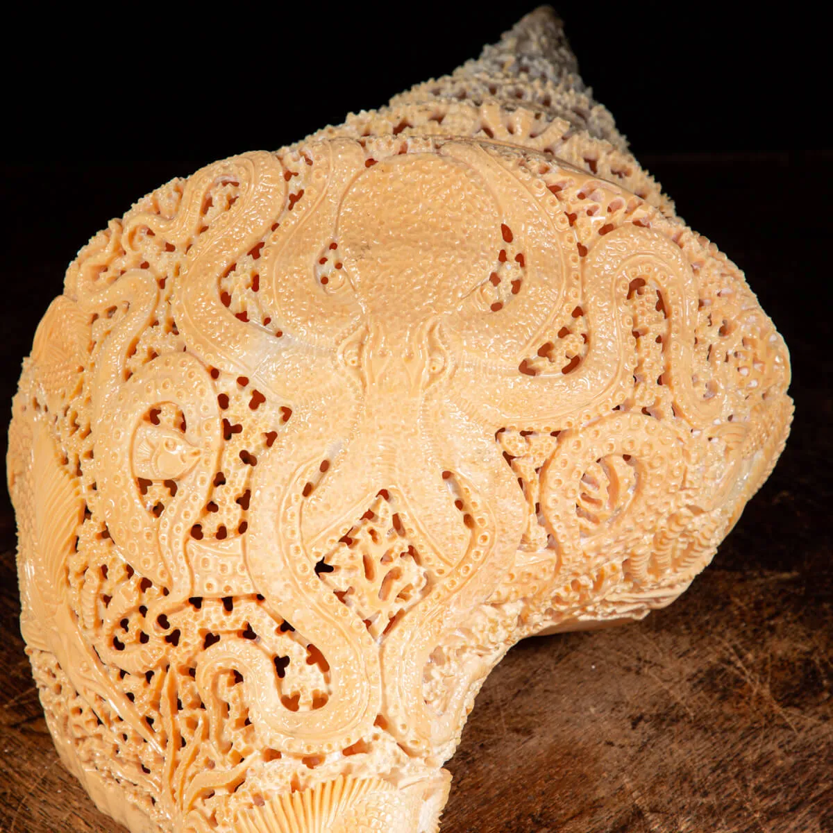 Syrinx Aruanus Intarsiato