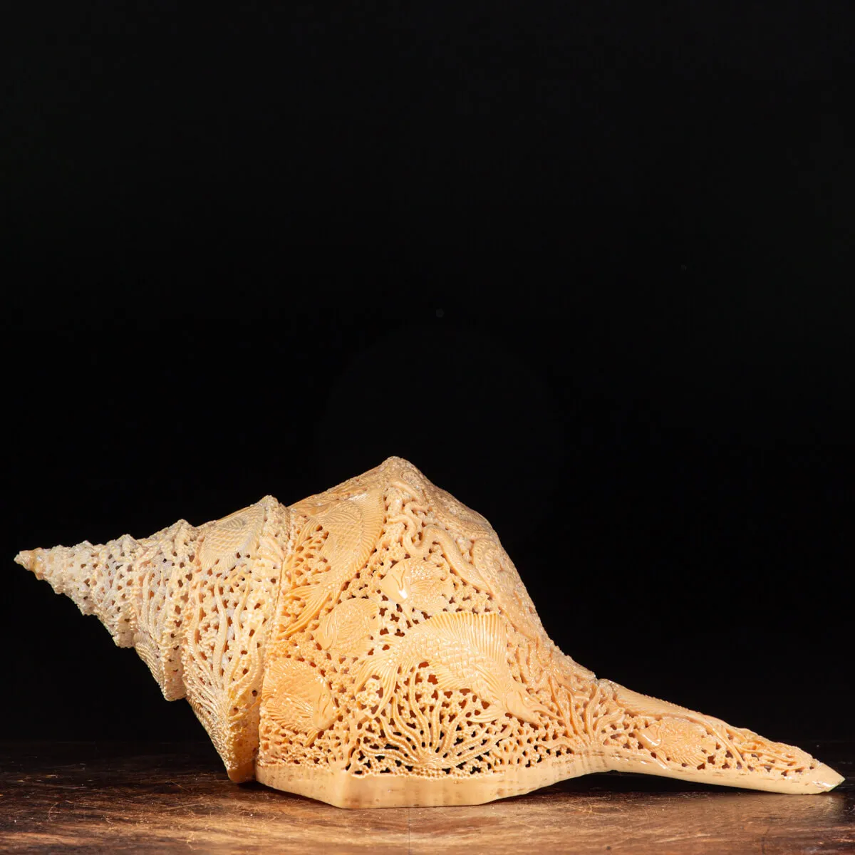 Syrinx Aruanus Intarsiato