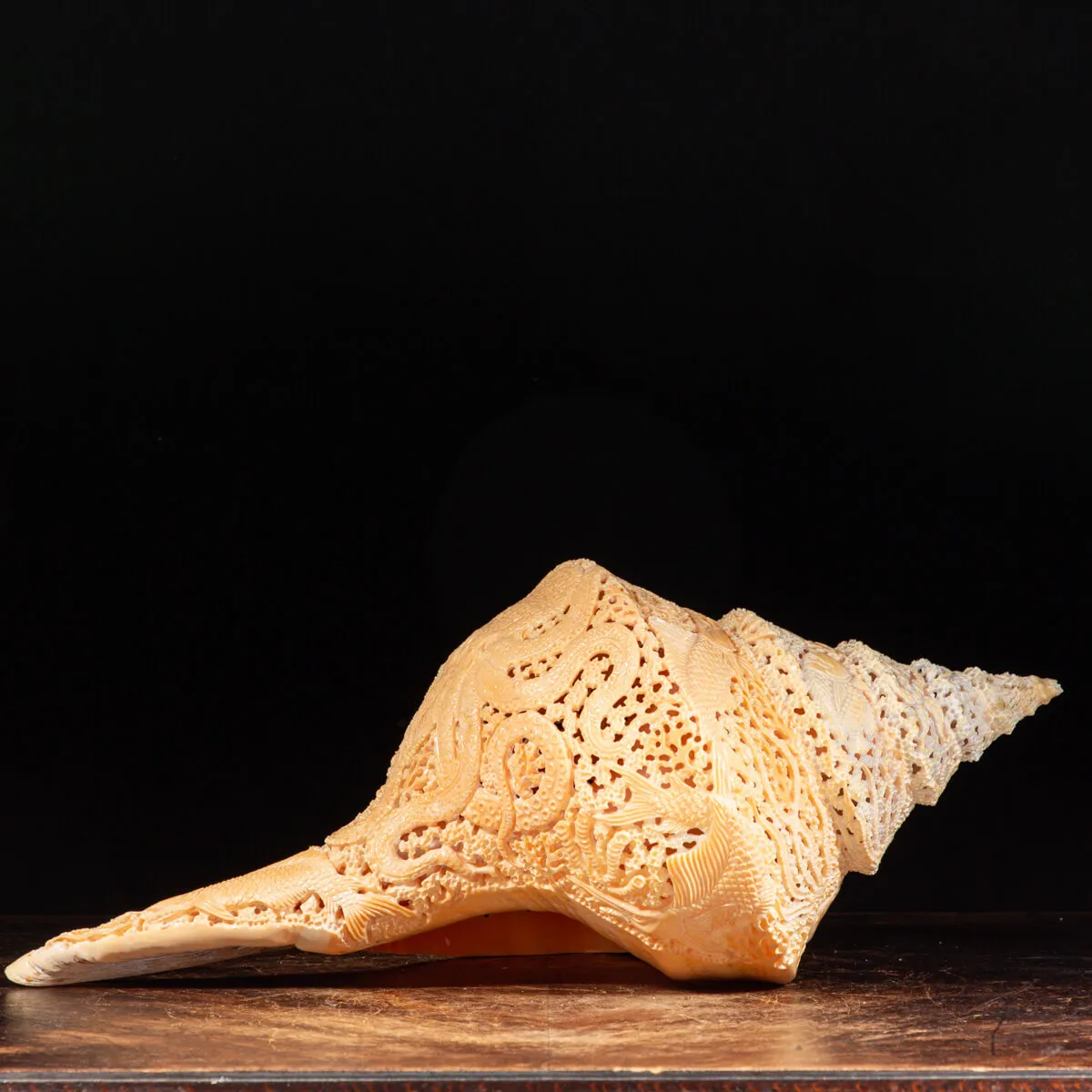 Syrinx Aruanus Intarsiato