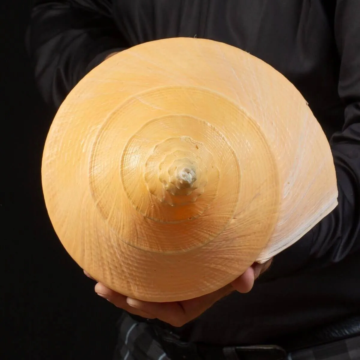 Syrinx Aruanus