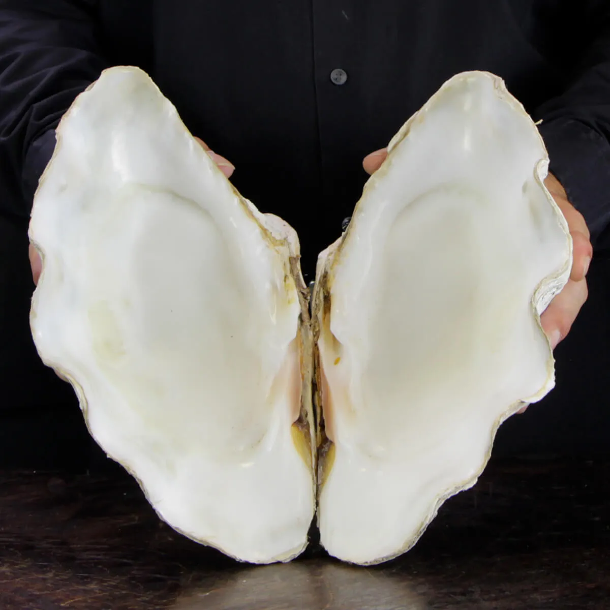 Tridacna Derasa