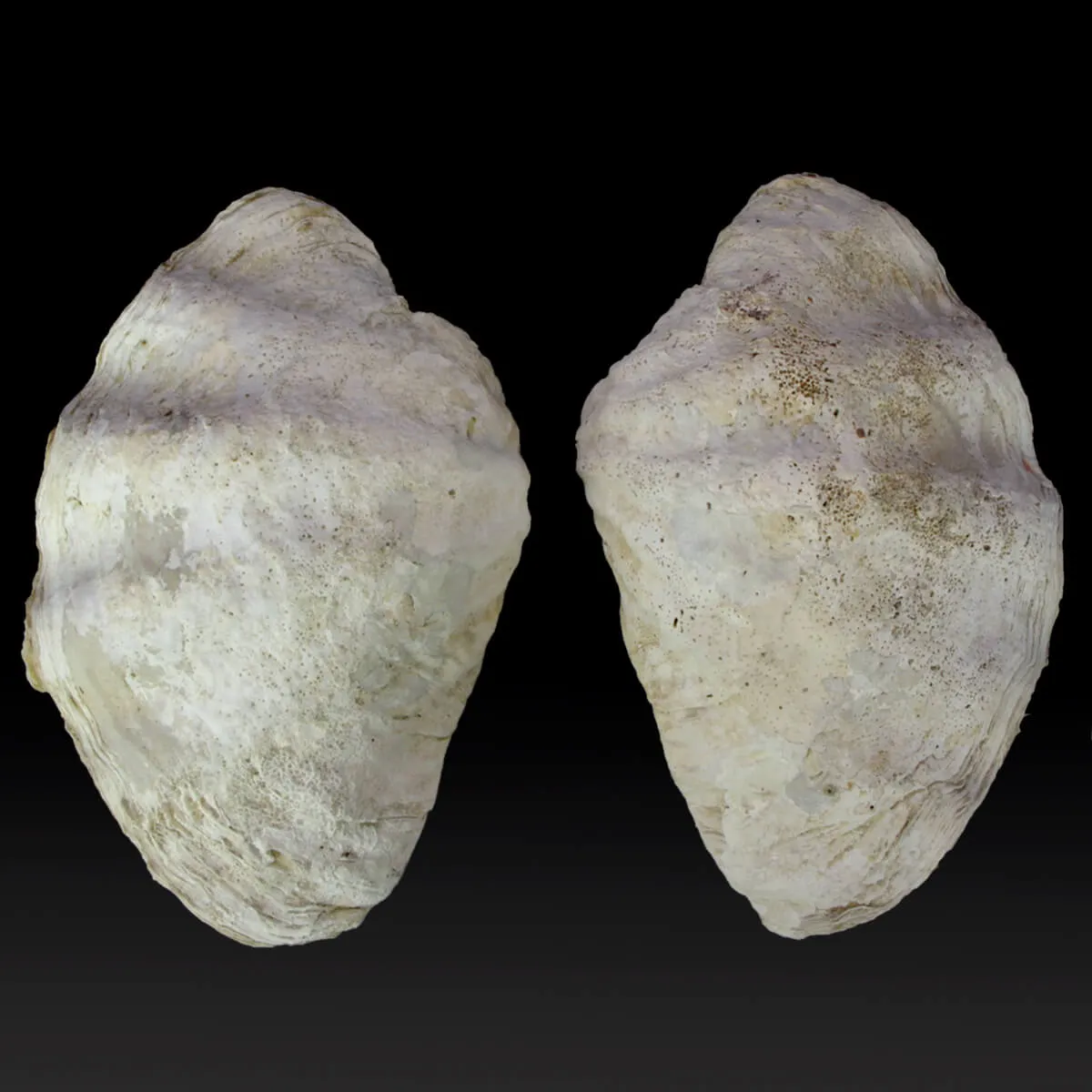Tridacna Derasa