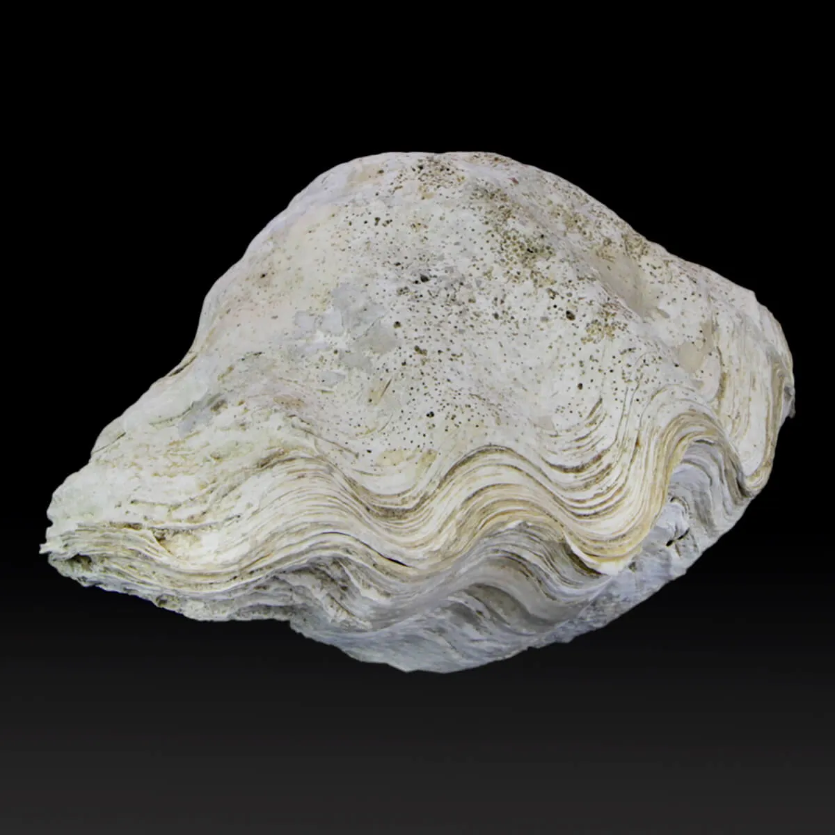 Tridacna Derasa