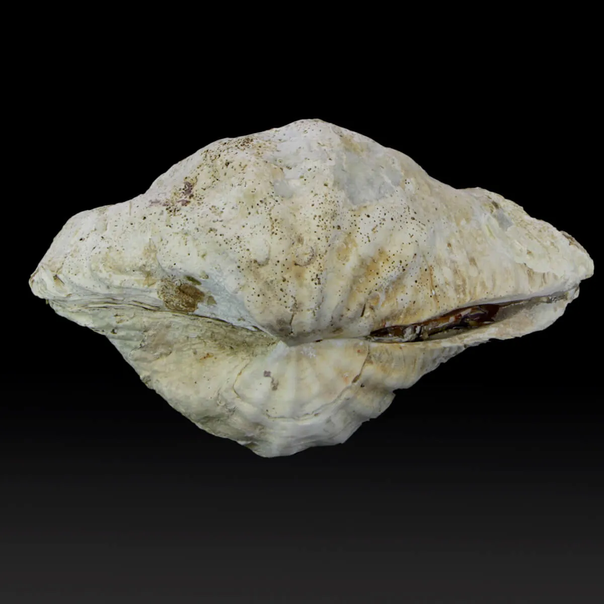 Tridacna Derasa