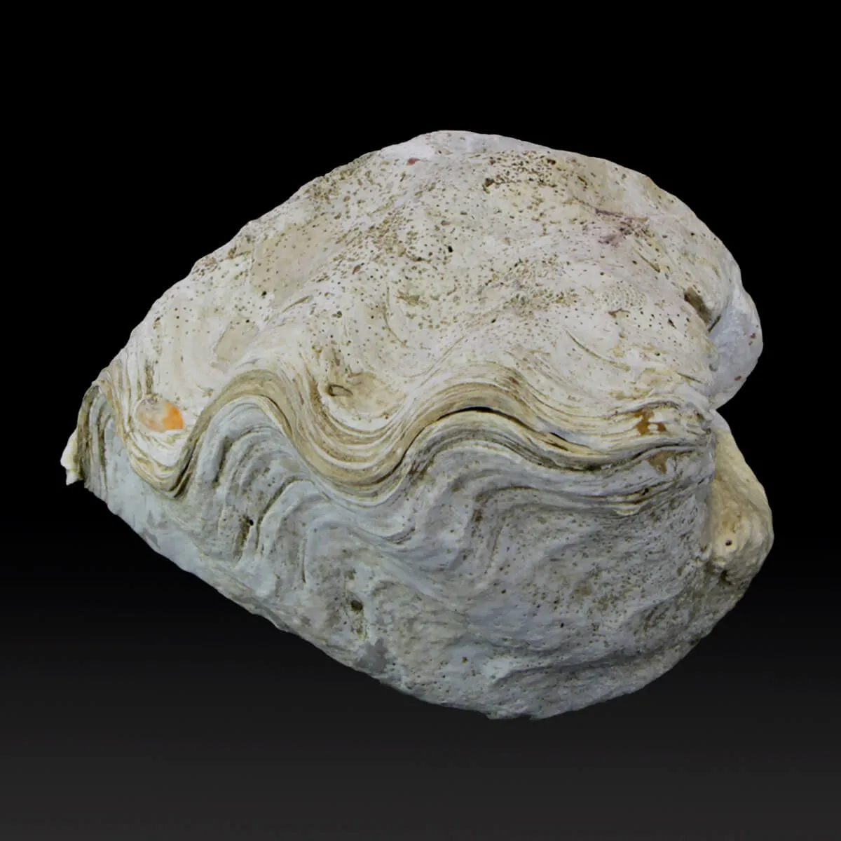 Tridacna Derasa