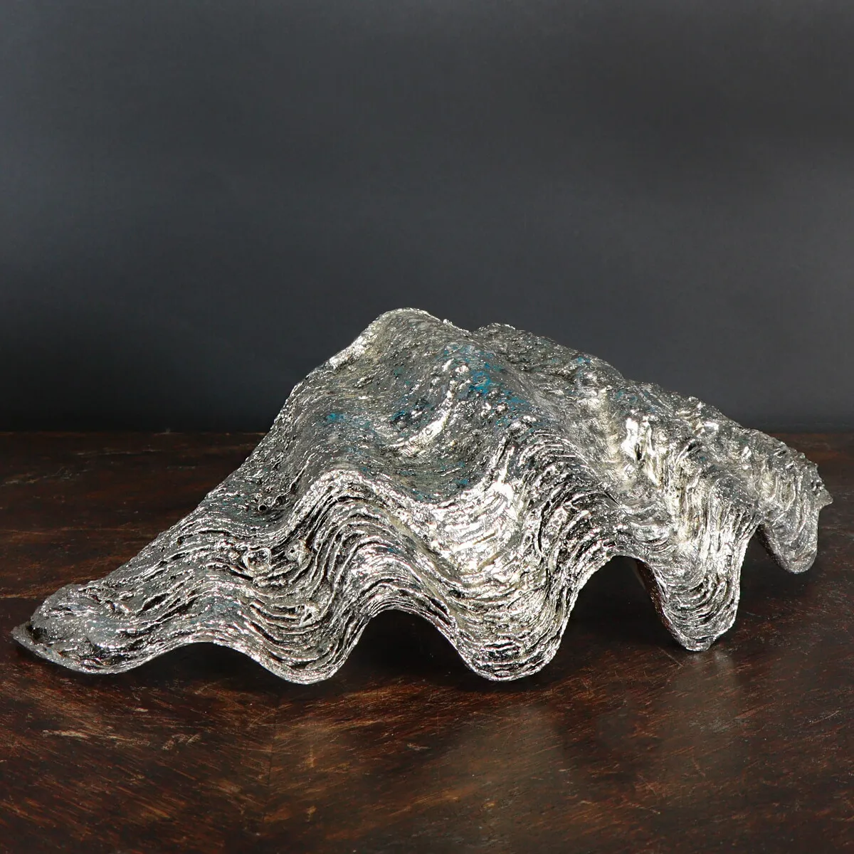Tridacna Derasa