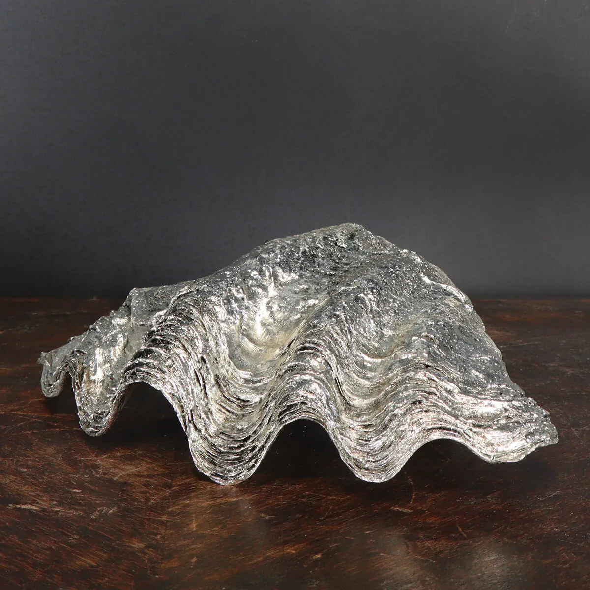 Tridacna Derasa