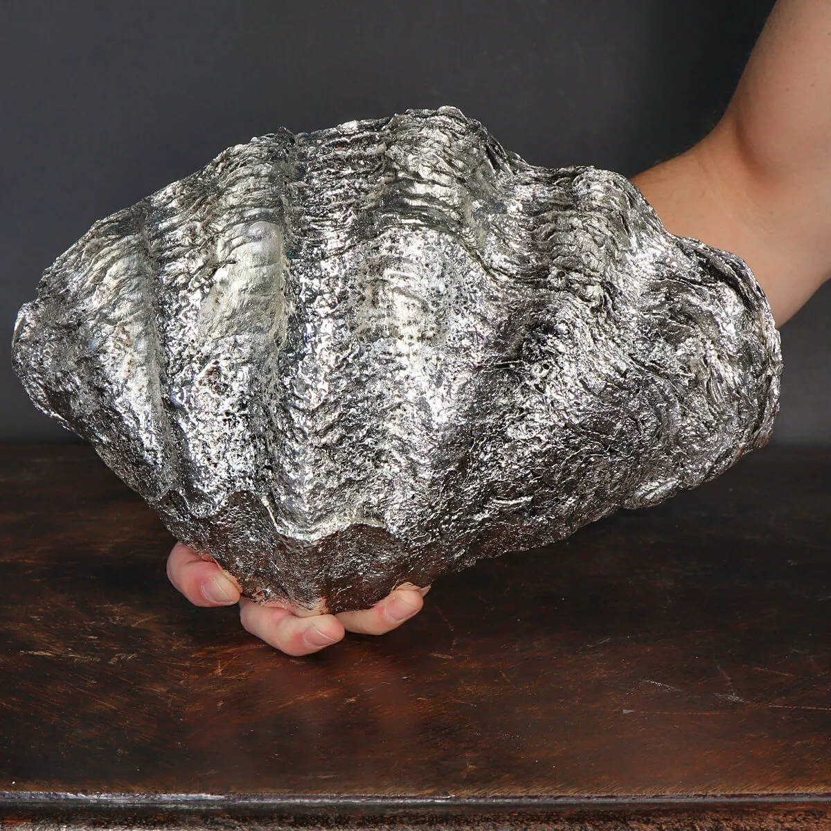 Tridacna Derasa