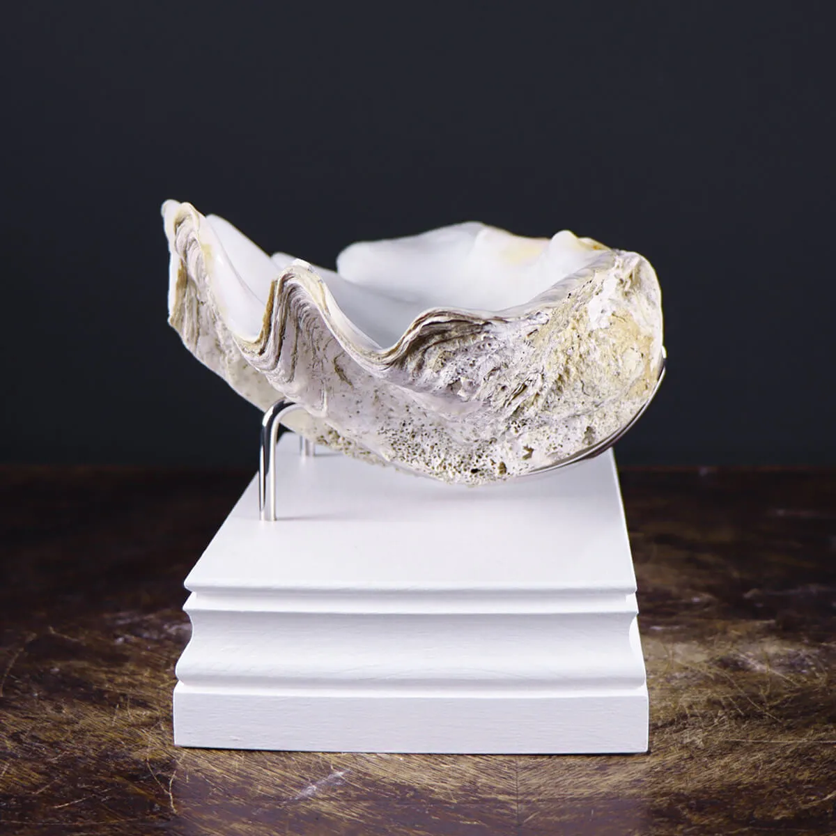 Tridacna Derasa