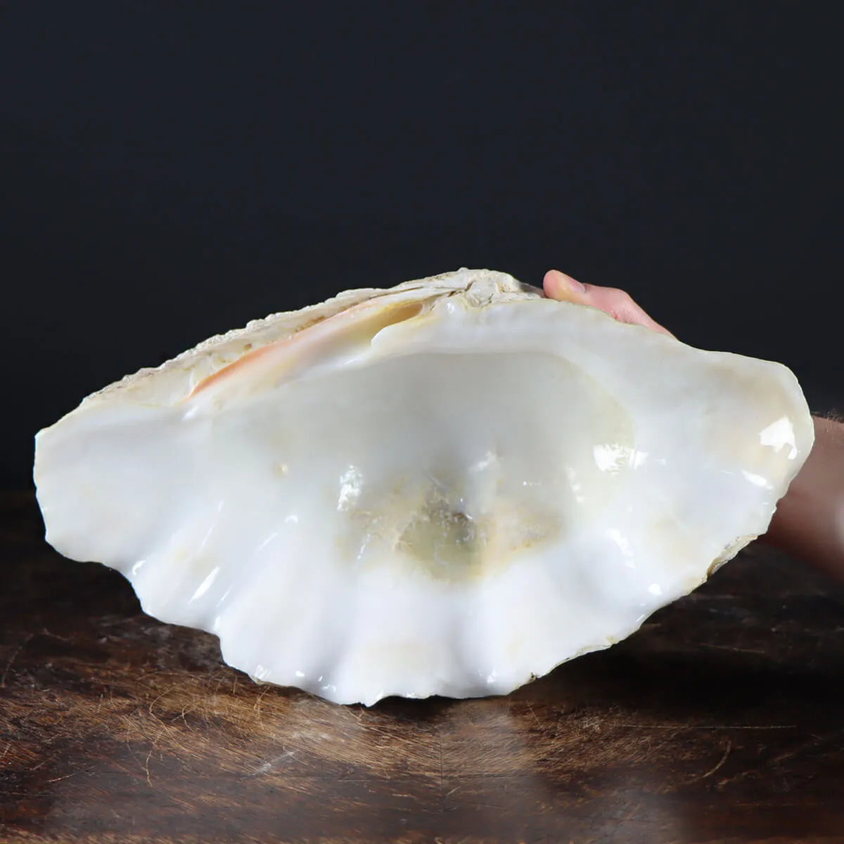 Tridacna Derasa