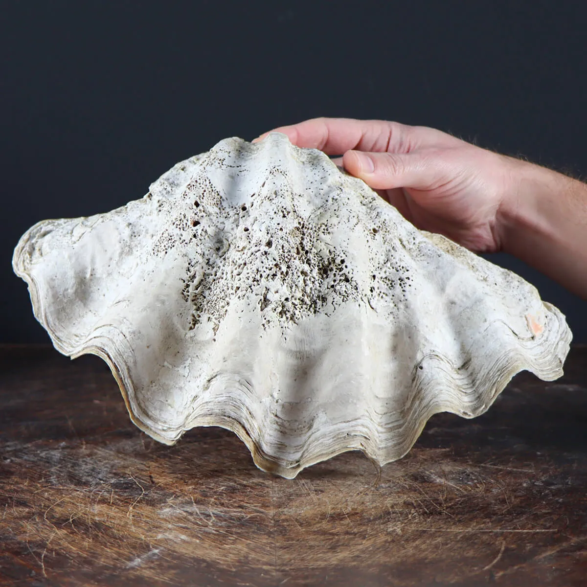 Tridacna Derasa