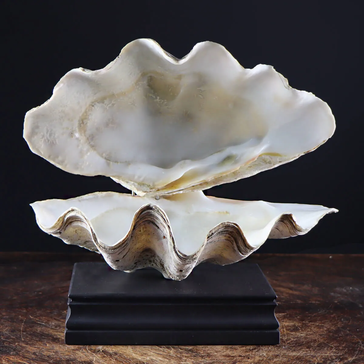 Tridacna Derasa