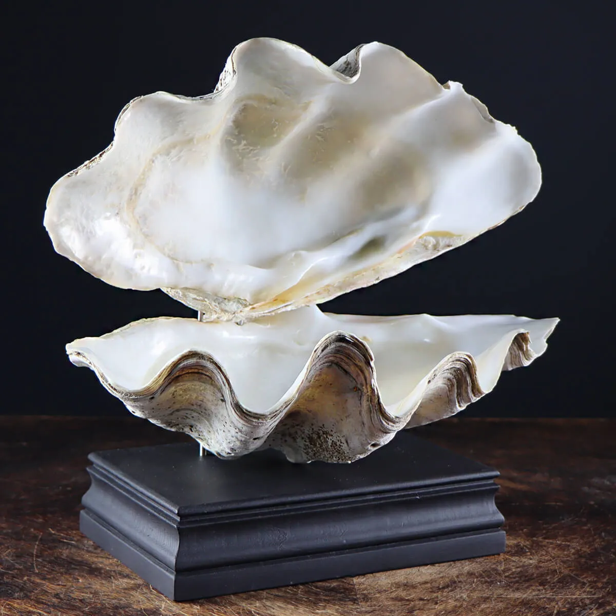 Tridacna Derasa