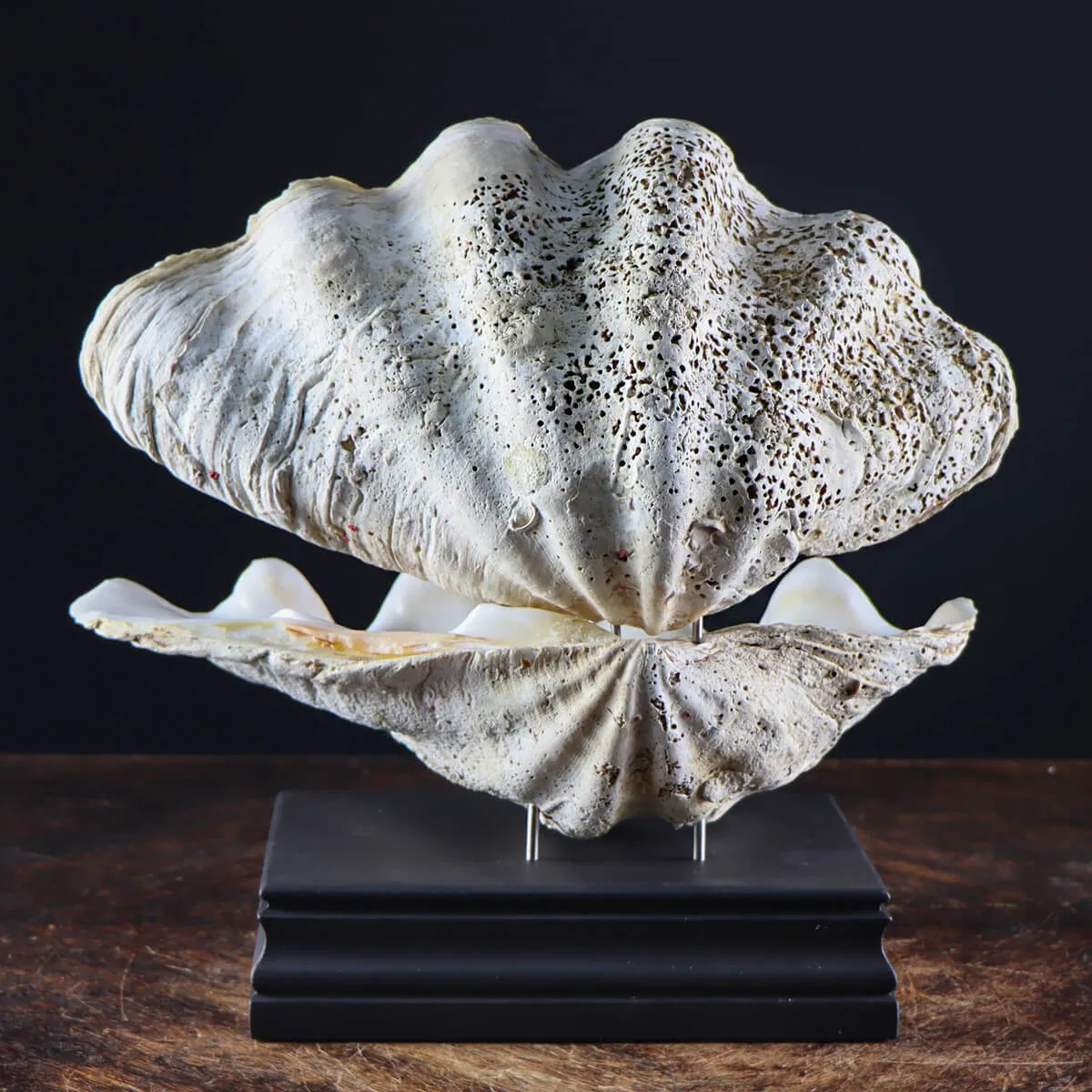 Tridacna Derasa