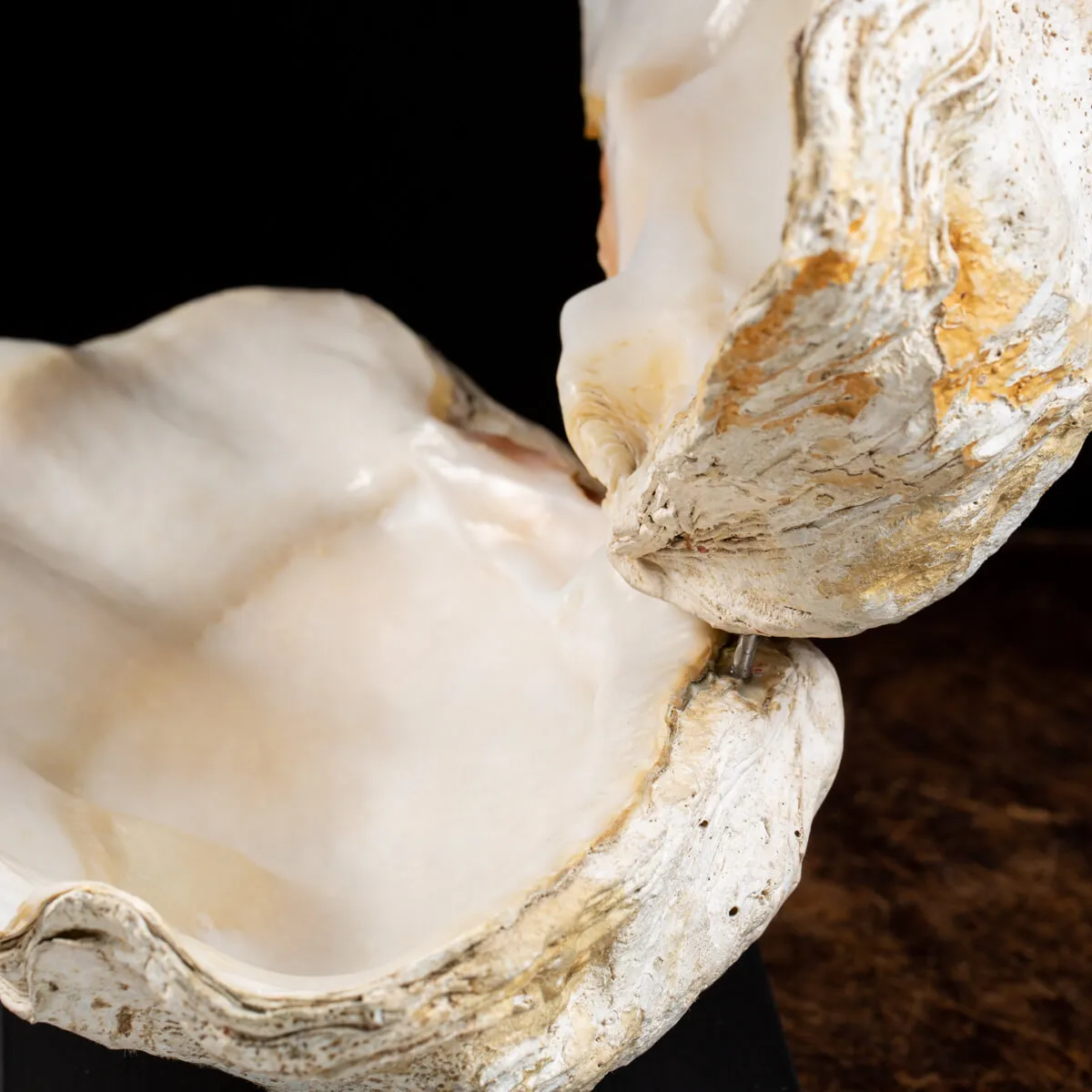 Tridacna Derasa