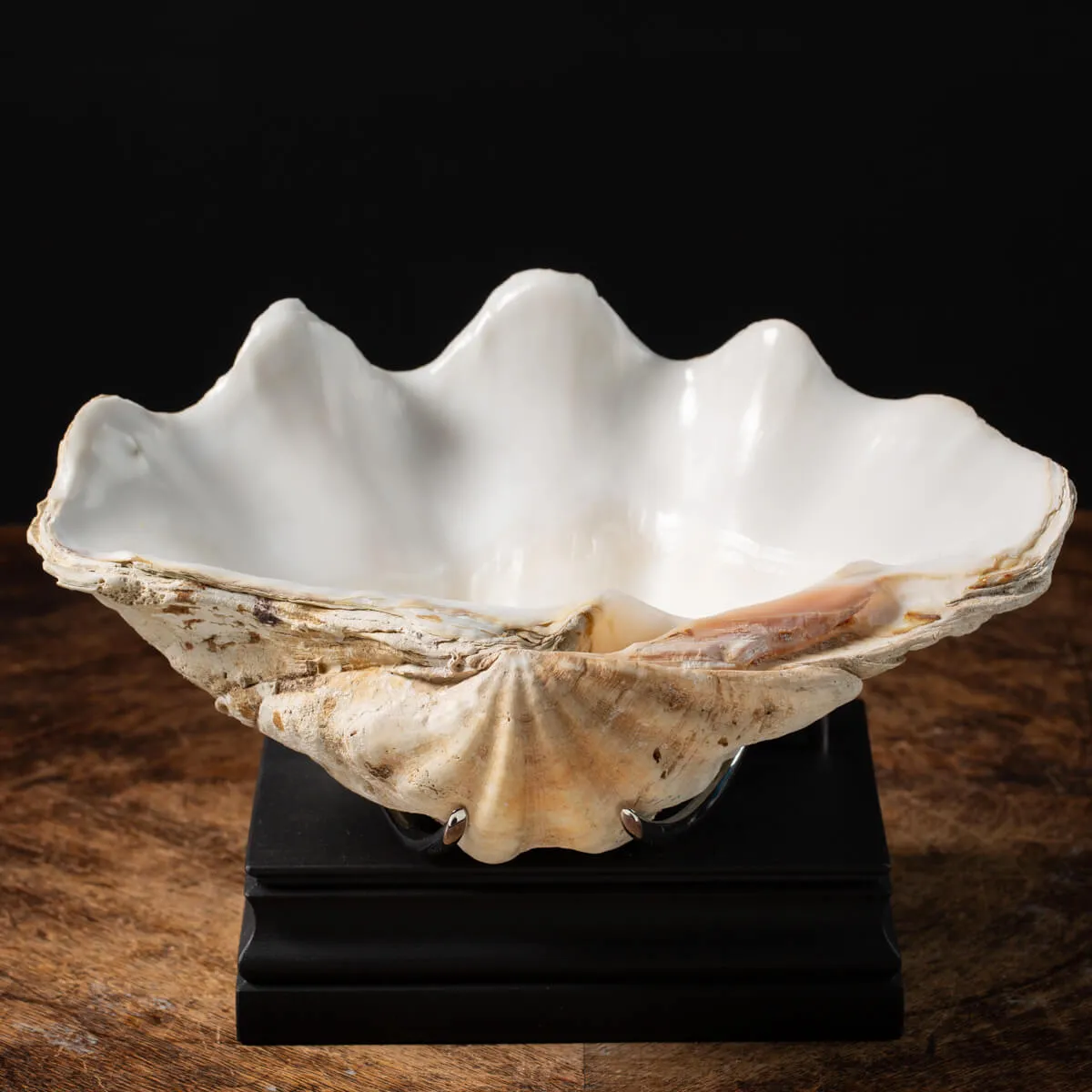 Tridacna Derasa