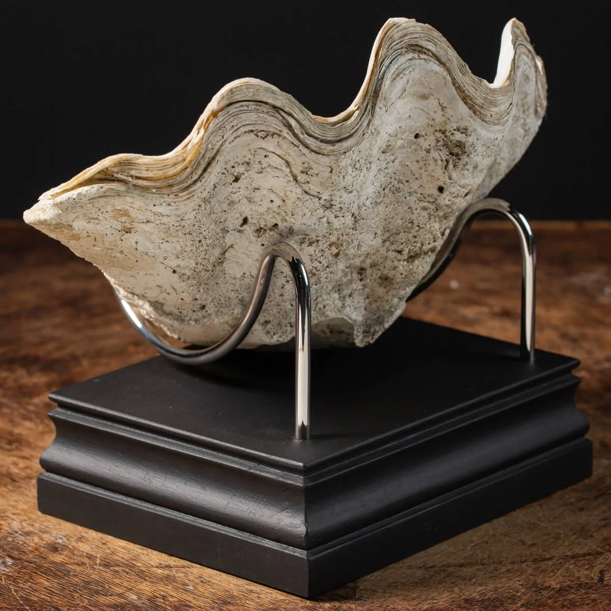 Tridacna Derasa