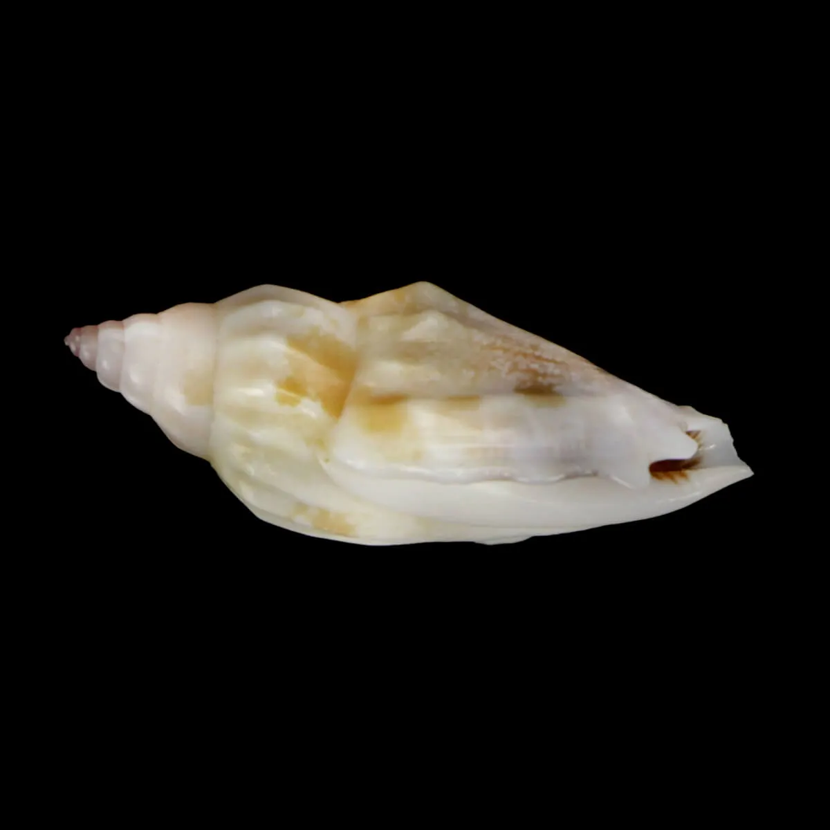 Tridentarius Dentatus DWARF