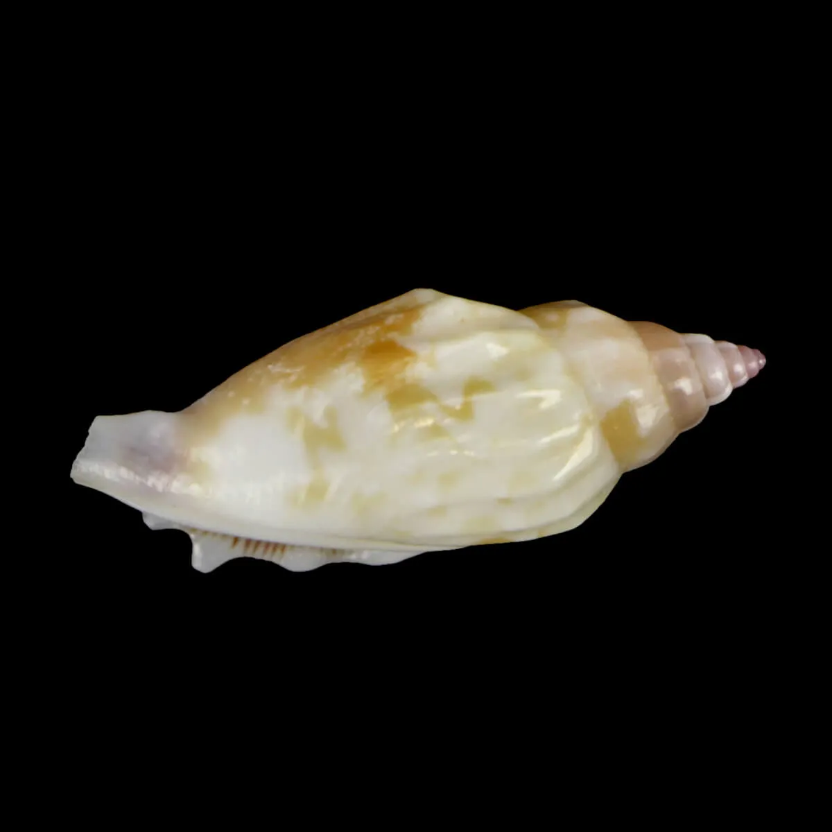 Tridentarius Dentatus DWARF