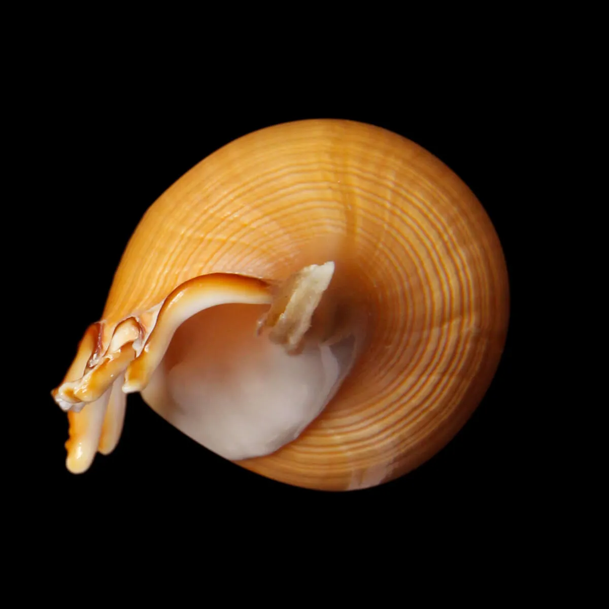 Tibia Fusus