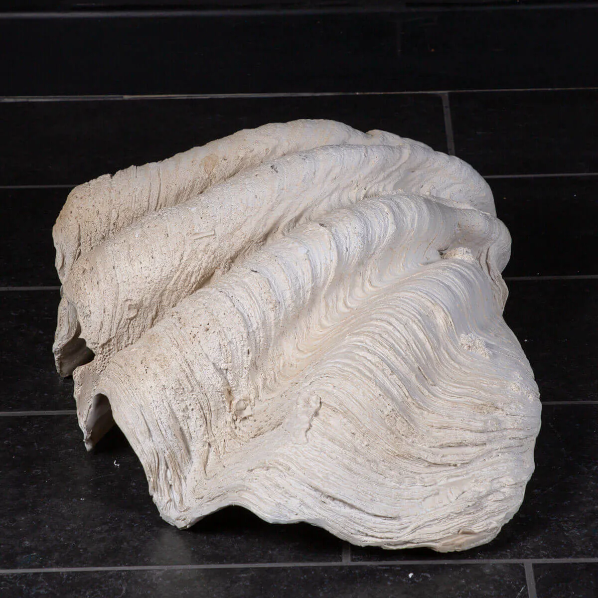 Tridacna Gigas (copia in resina)