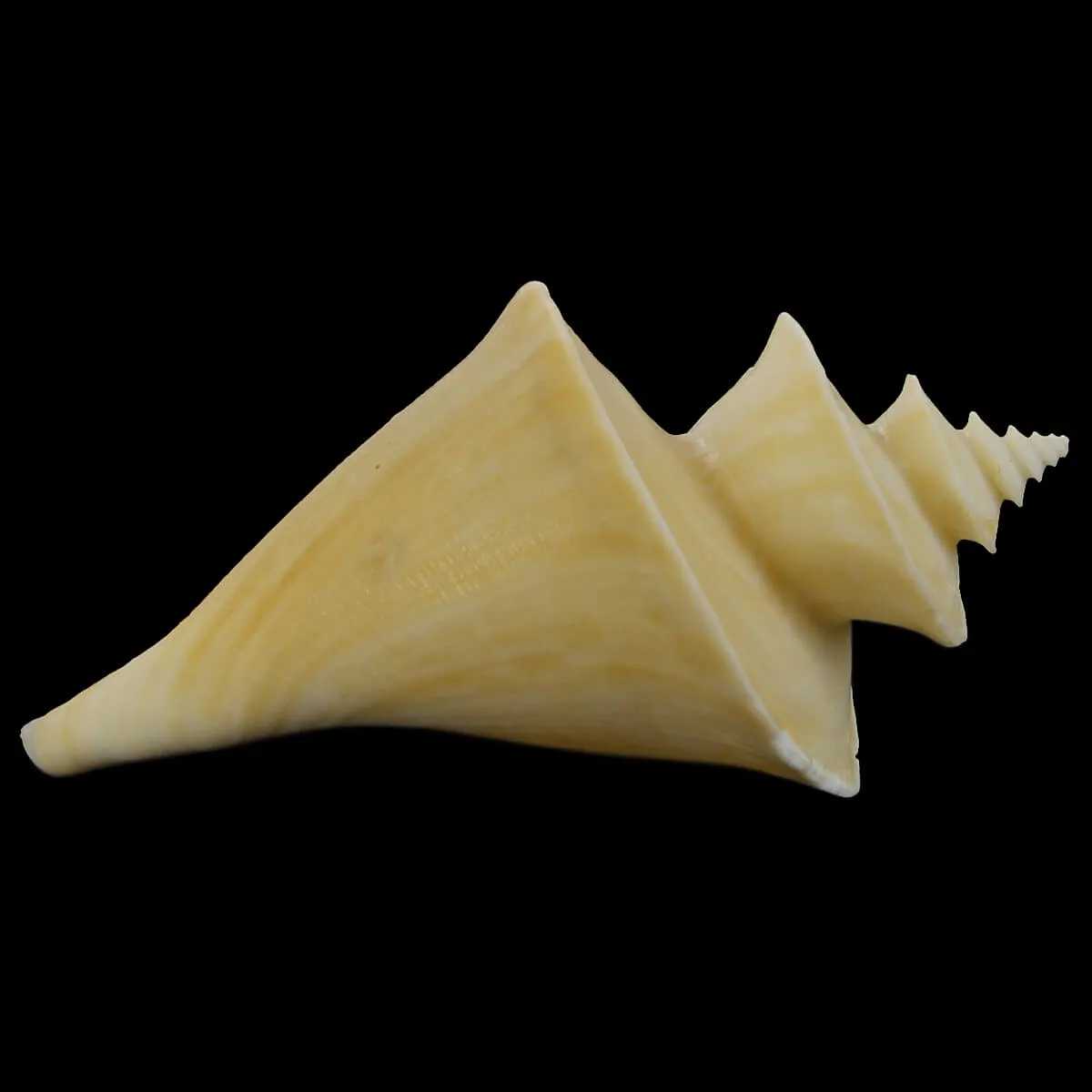 Thatcheria Mirabilis