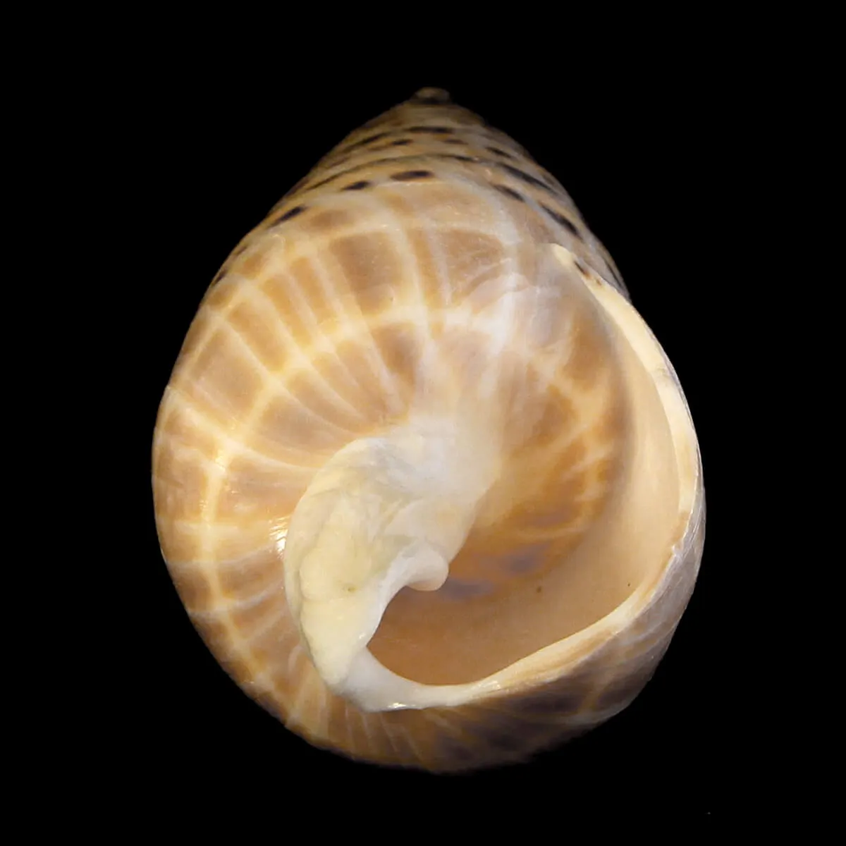 Terebra Oxymeris Maculata