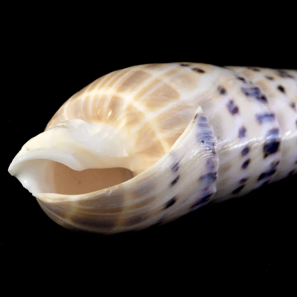 Terebra Oxymeris Maculata