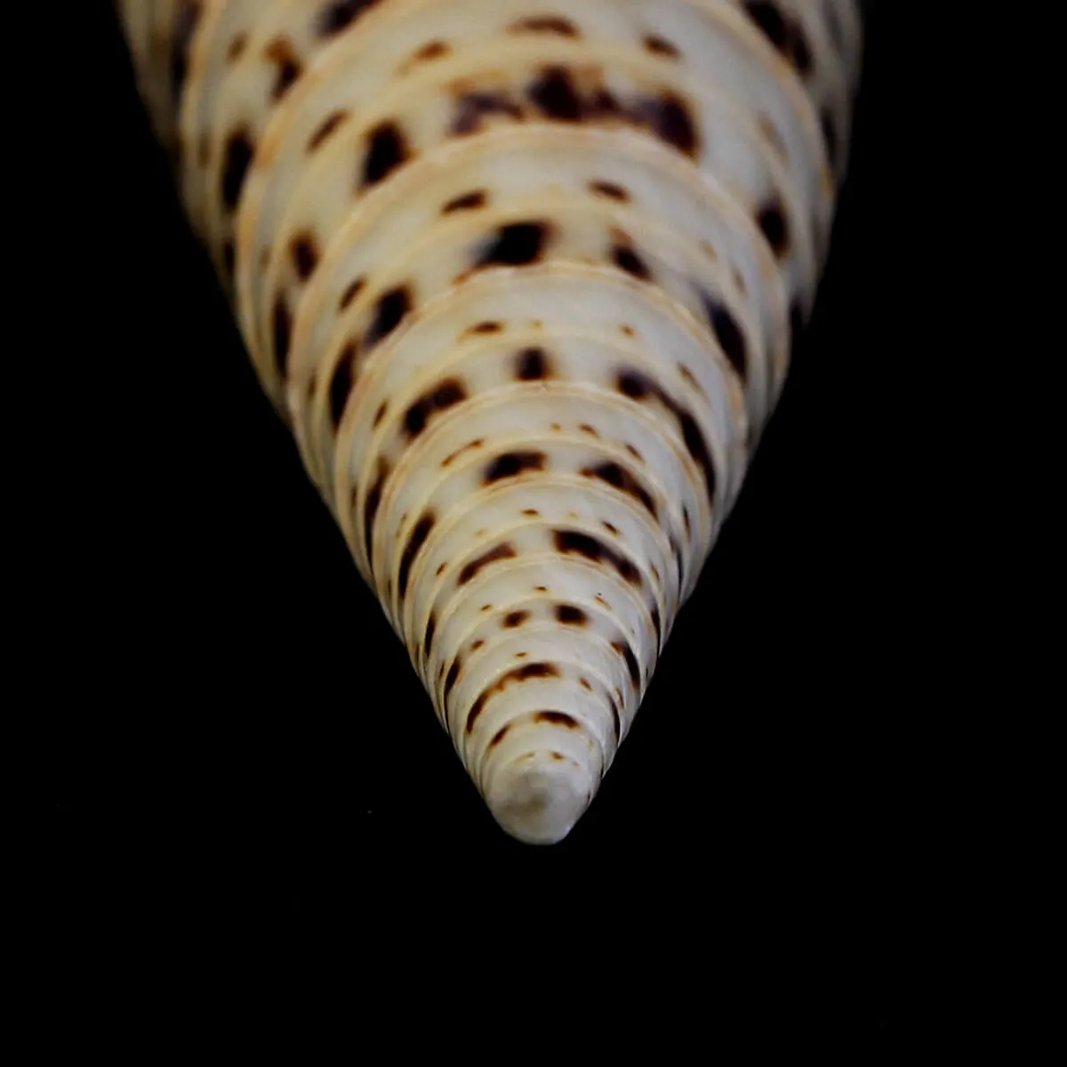Terebra Oxymeris Maculata