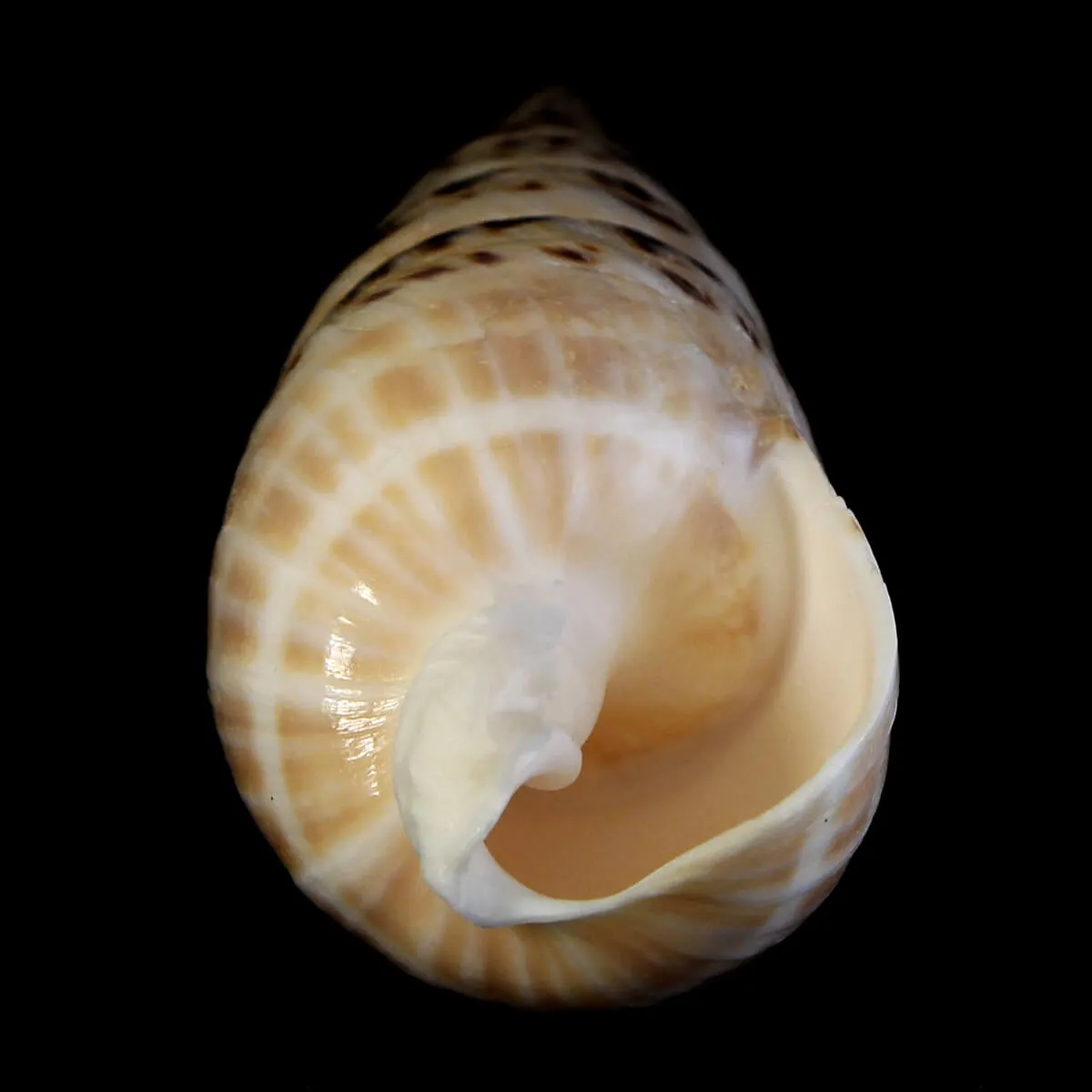 Terebra Oxymeris Maculata