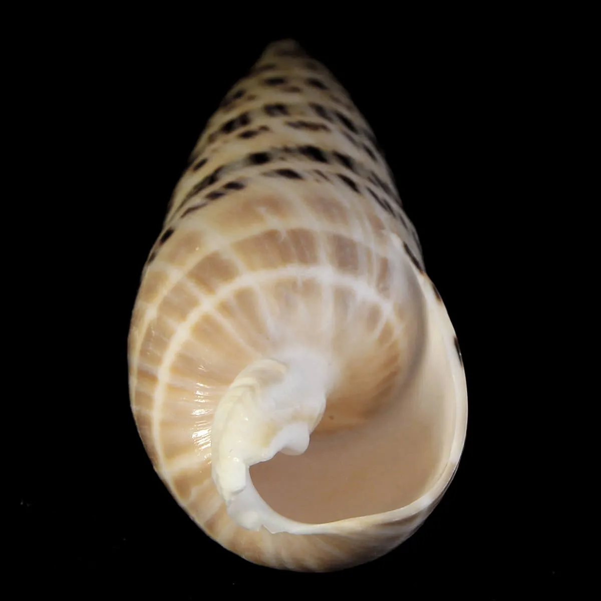 Terebra Oxymeris Maculata