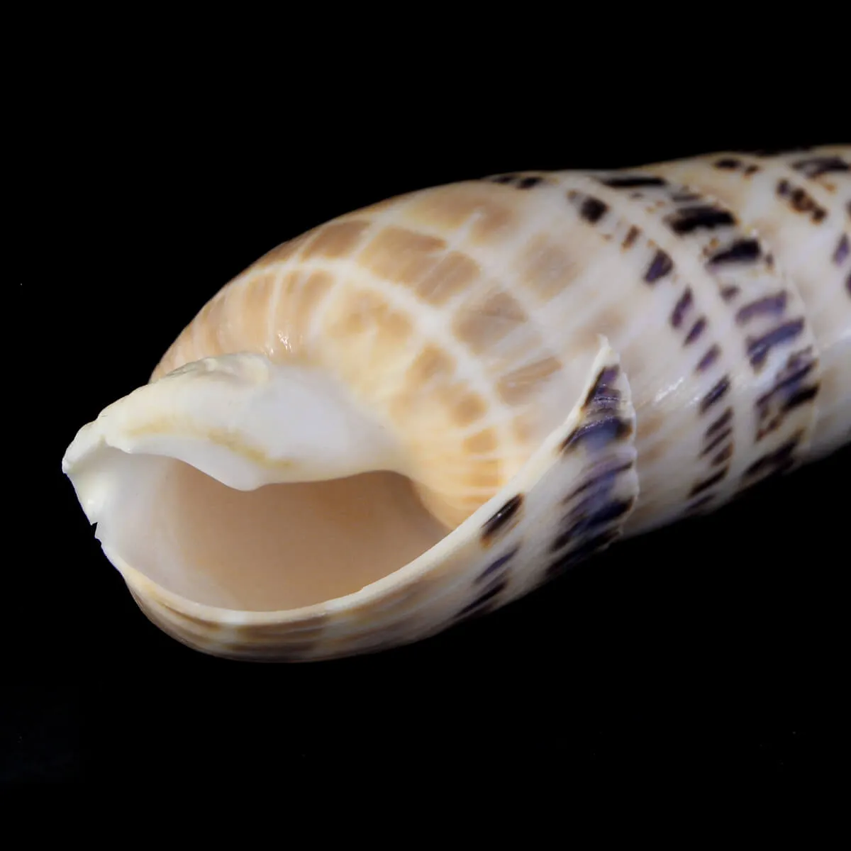 Terebra Oxymeris Maculata
