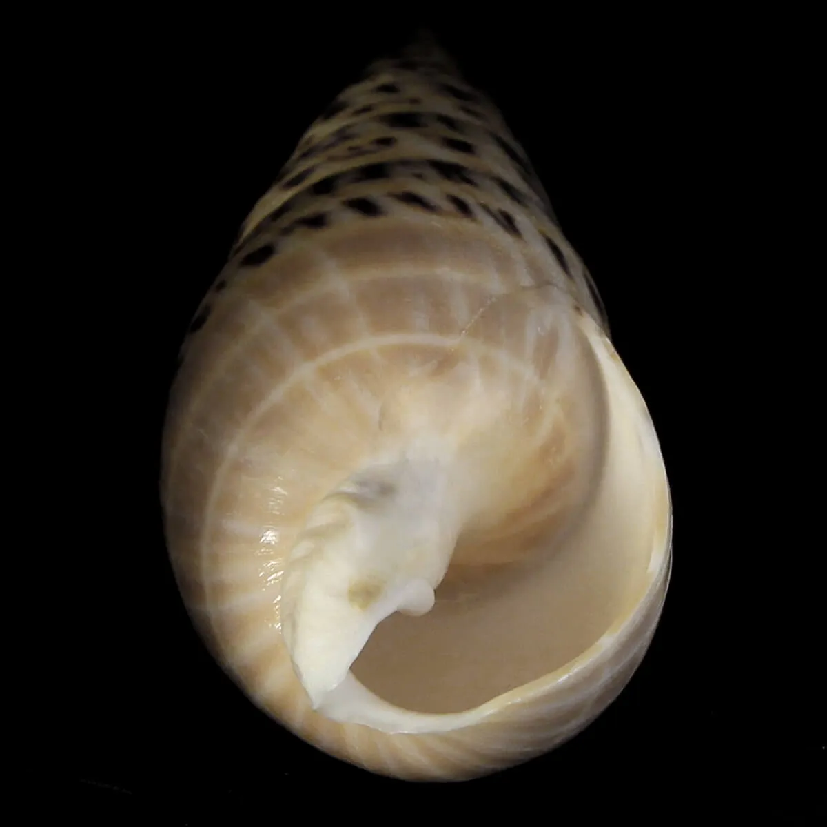 Terebra Oxymeris Maculata