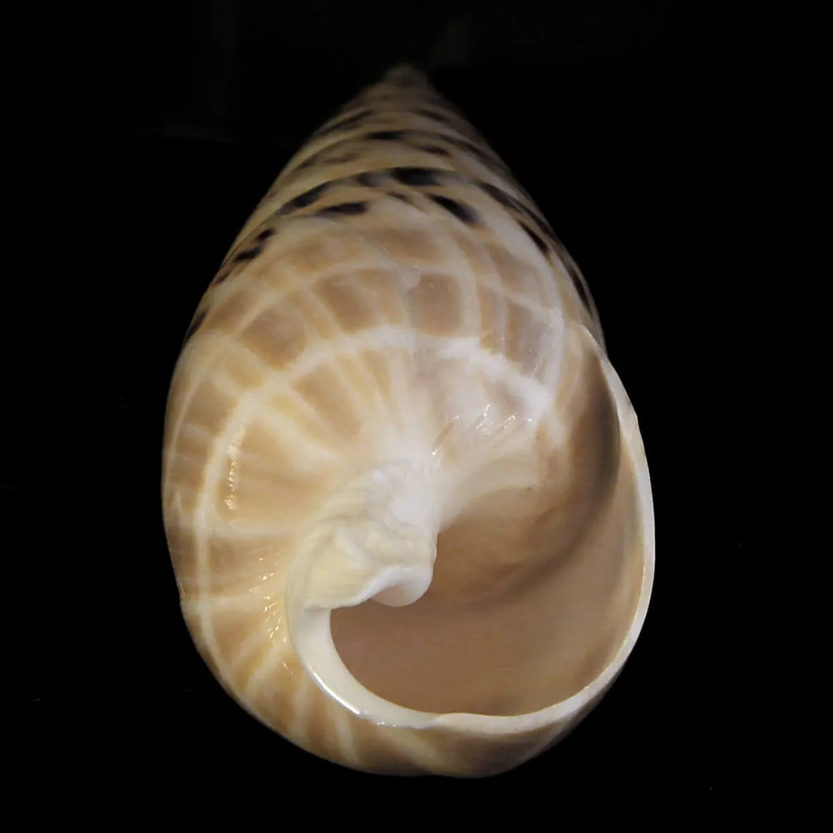Terebra Oxymeris Maculata