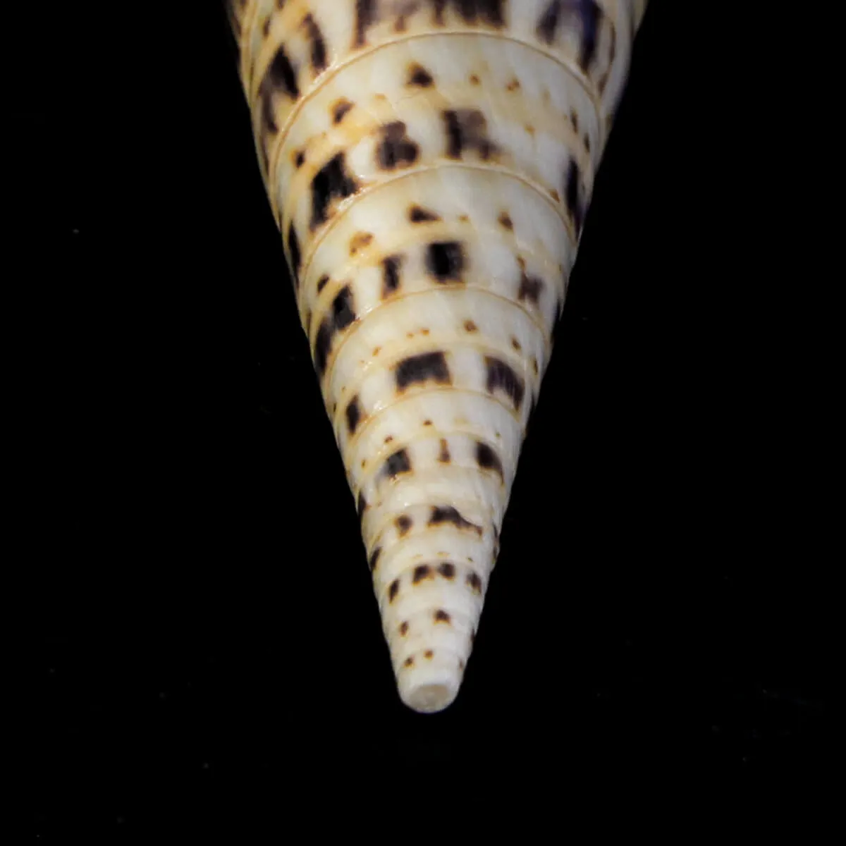 Terebra Oxymeris Maculata