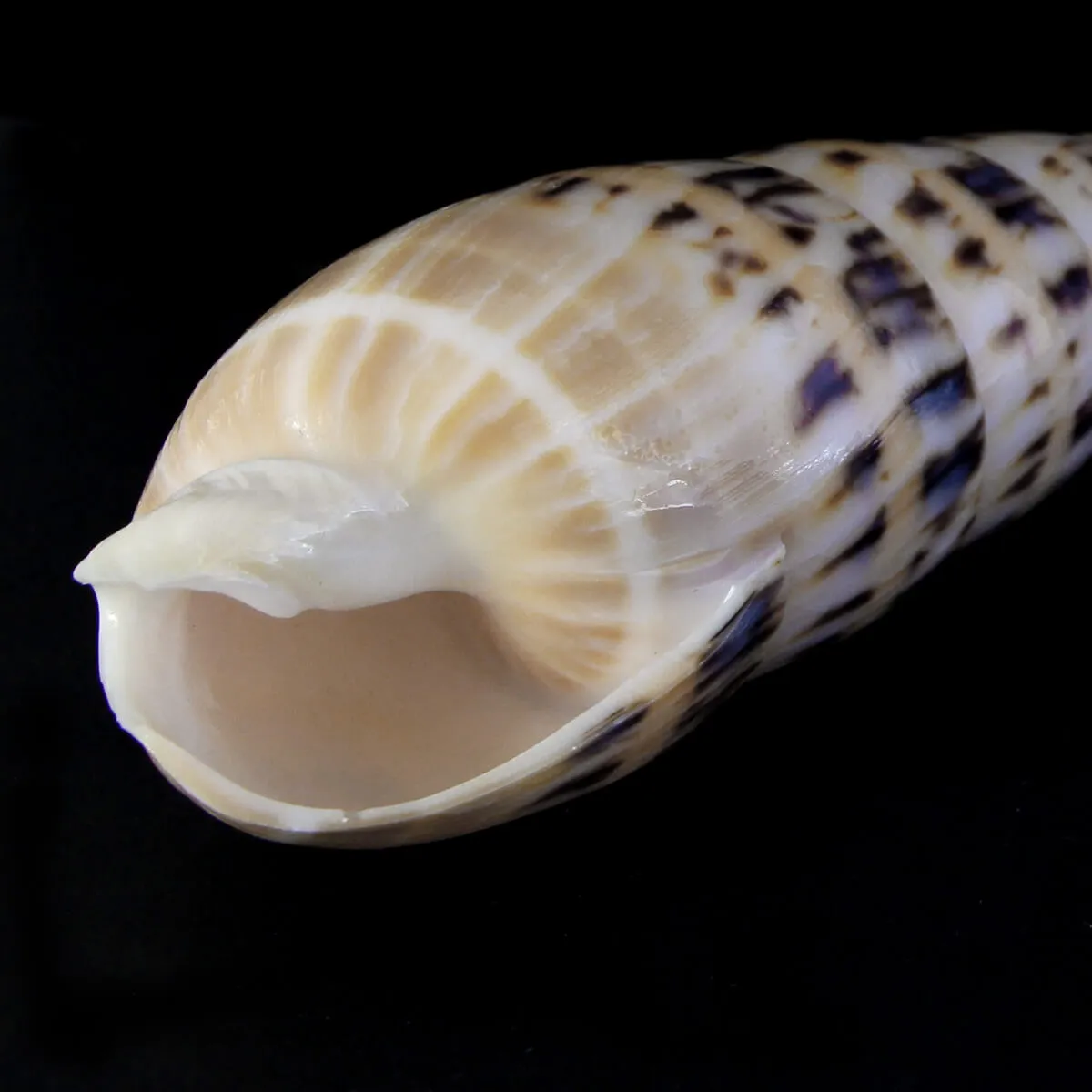 Terebra Oxymeris Maculata
