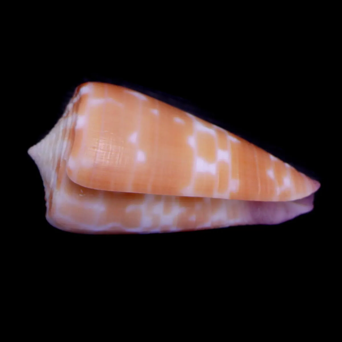 Tesselliconus Tessulatus