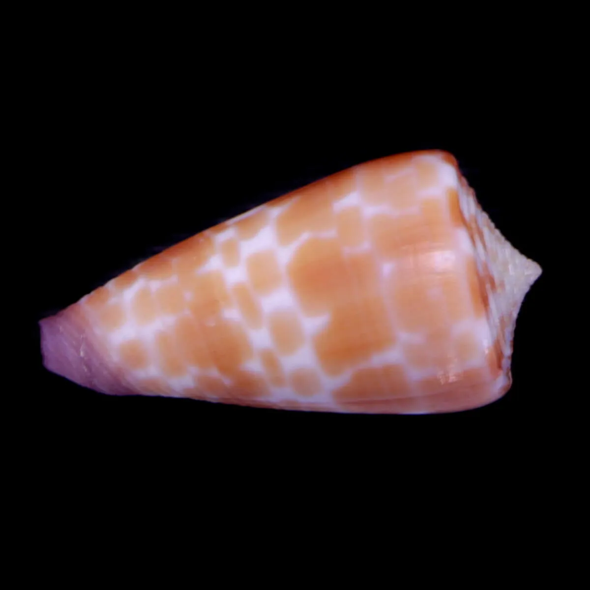 Tesselliconus Tessulatus