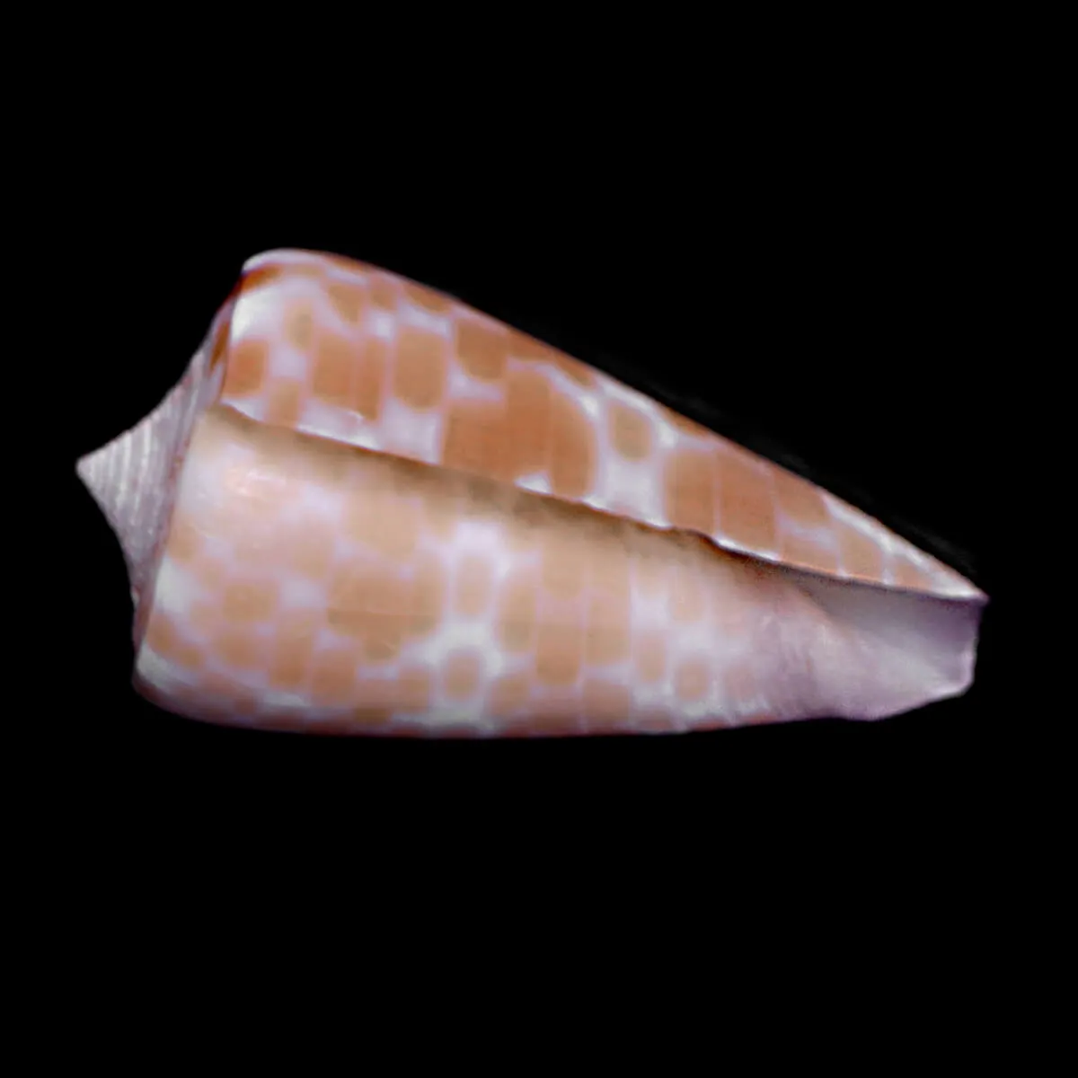 Tesselliconus Tessulatus