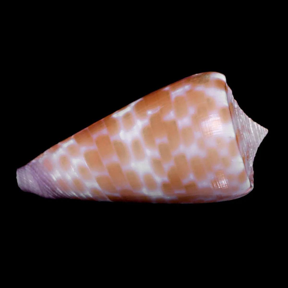 Tesselliconus Tessulatus
