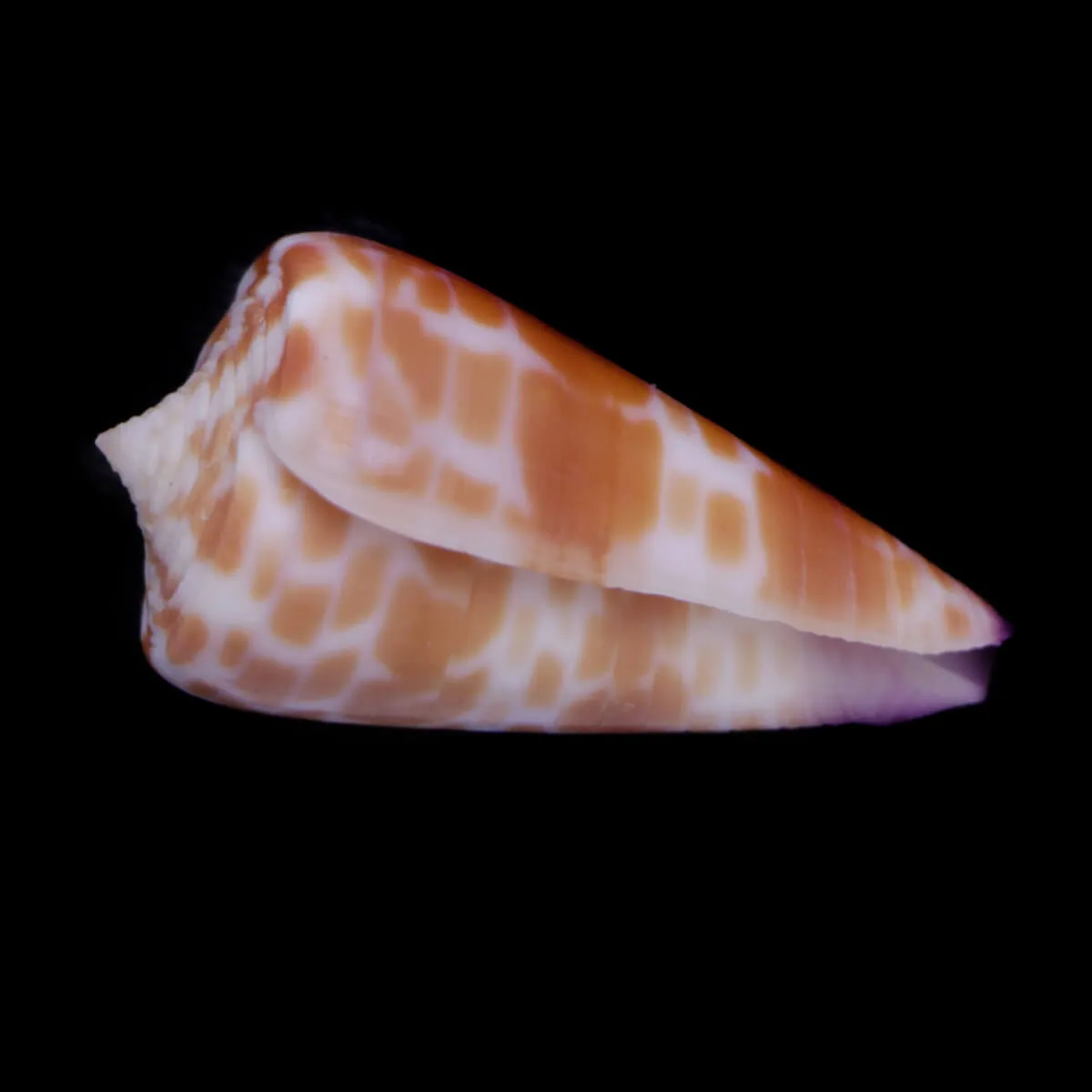 Tesselliconus Tessulatus