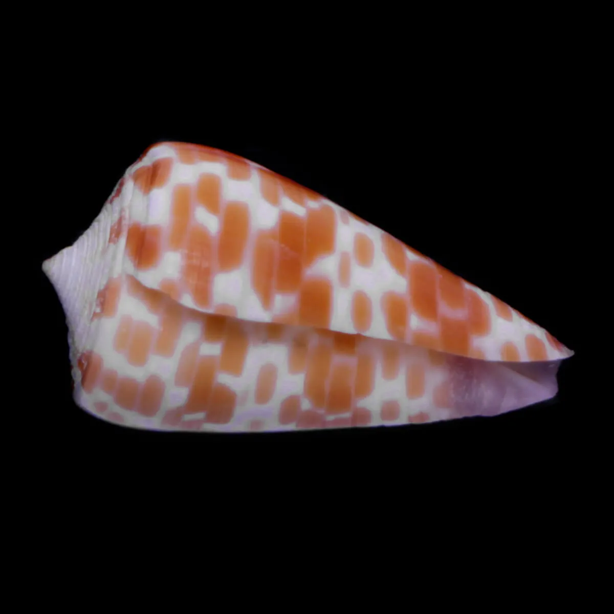 Tesselliconus Tessulatus