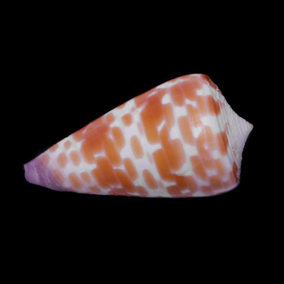 Tesselliconus Tessulatus