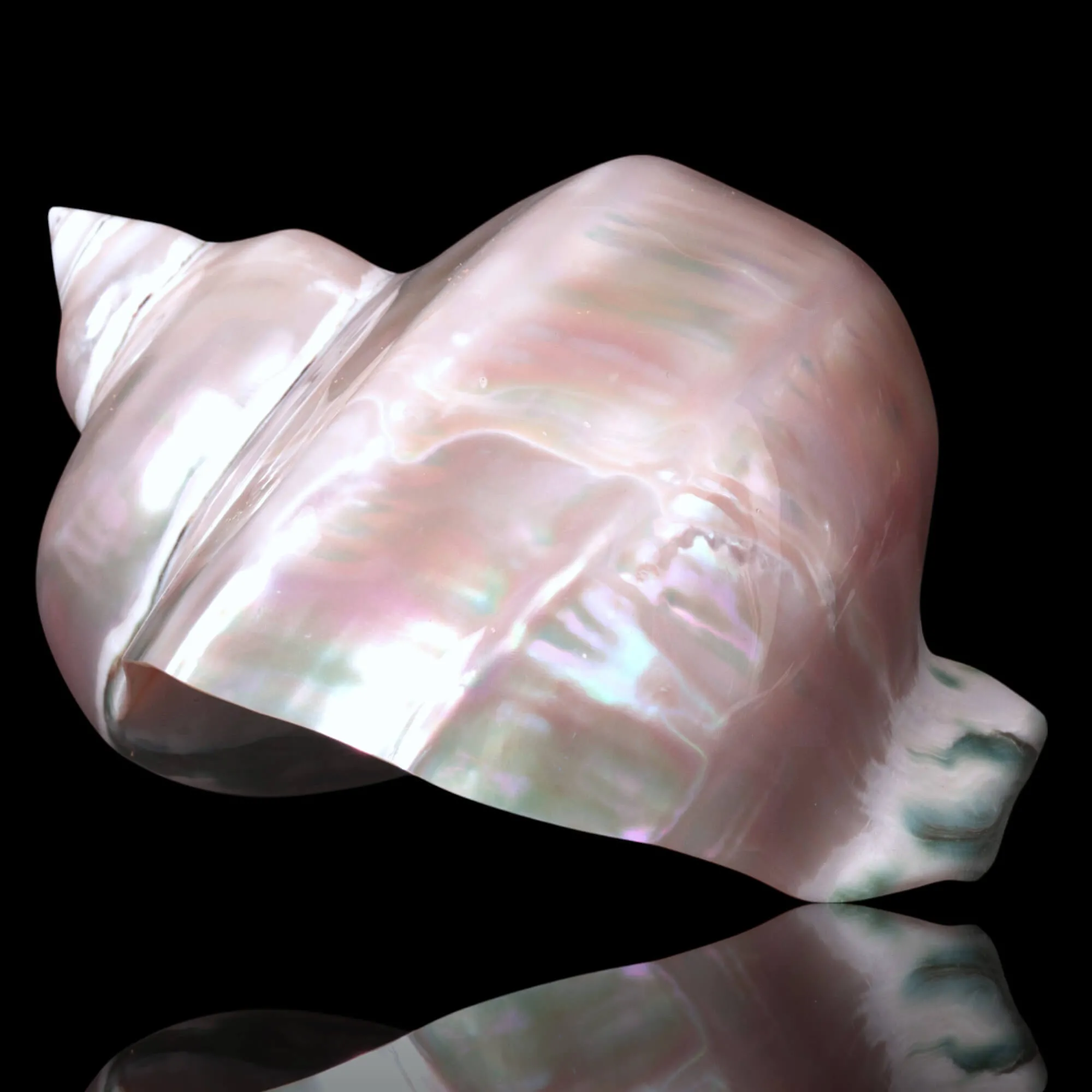 Conchiglia in Madreperla – Turbo Marmoratus.