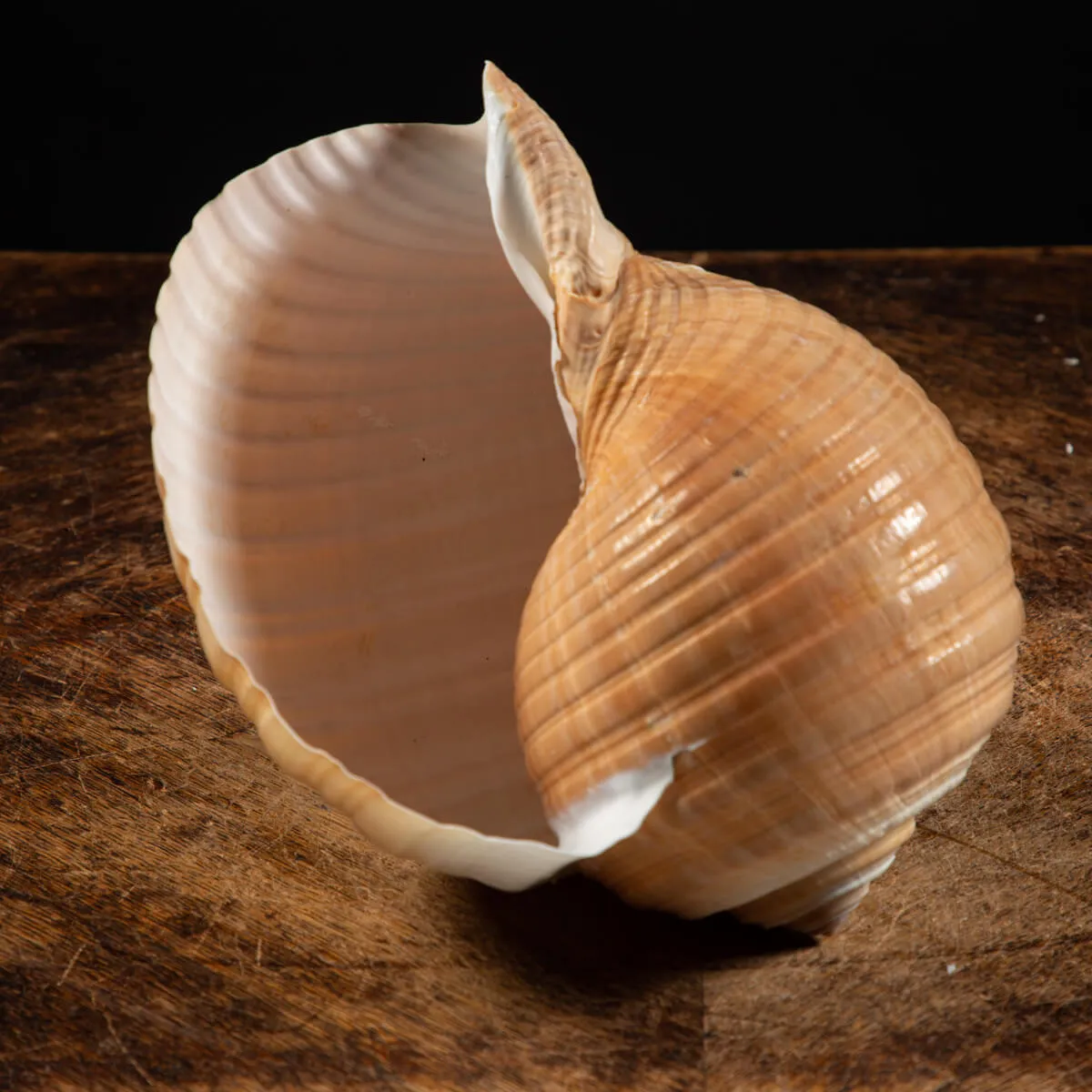 Tonna Zonata